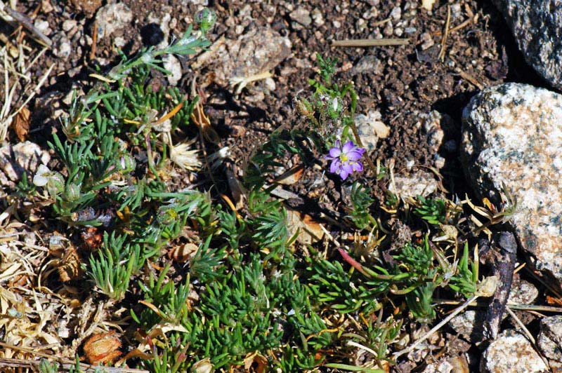 Spergularia rubra